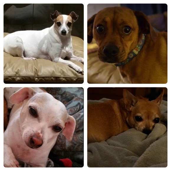 Meet your Posher, Sandra - Picture 3 of 6